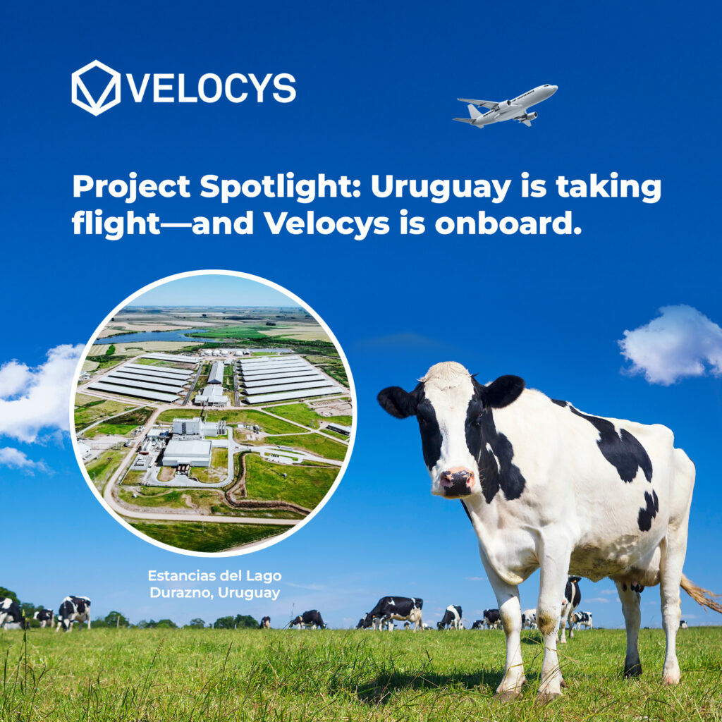 Holstein dairy cow in a field next to the Estancias del Lago dairy in Durazno, Uruguay where the Syzygy NovaSAF 1 biogas-to-SAF plant will be built. There is an airplane in the background.